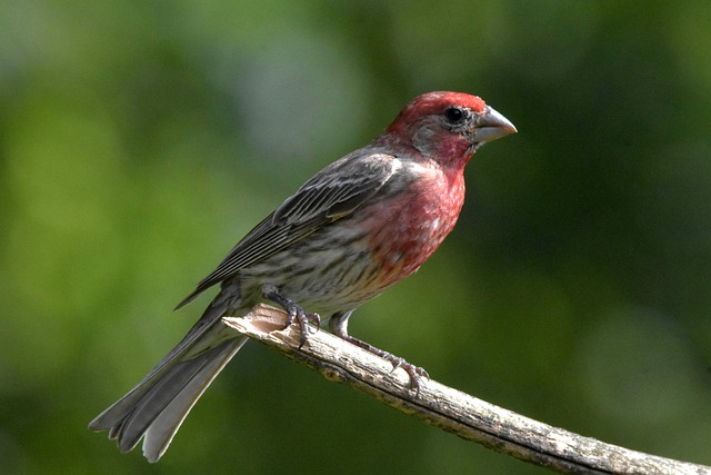 House Finch