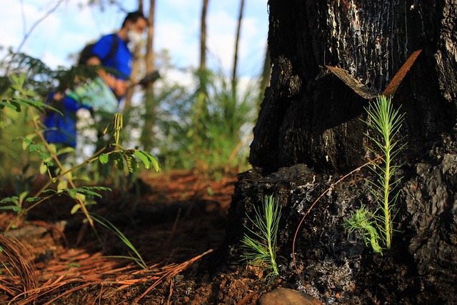 environment, reforestation, pine, ecosystem, ecology, forestry, protection, nature, tree, ecological, green, forest, culture, forests, vegetation, fire, awareness, reforestation, reforestation, reforestation, reforestation, reforestation