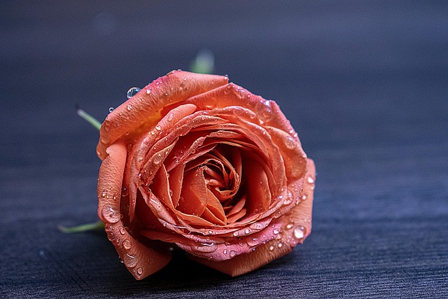 Rosa Flor Rocío Gotas De - Foto gratis en Pixabay - Pixabay