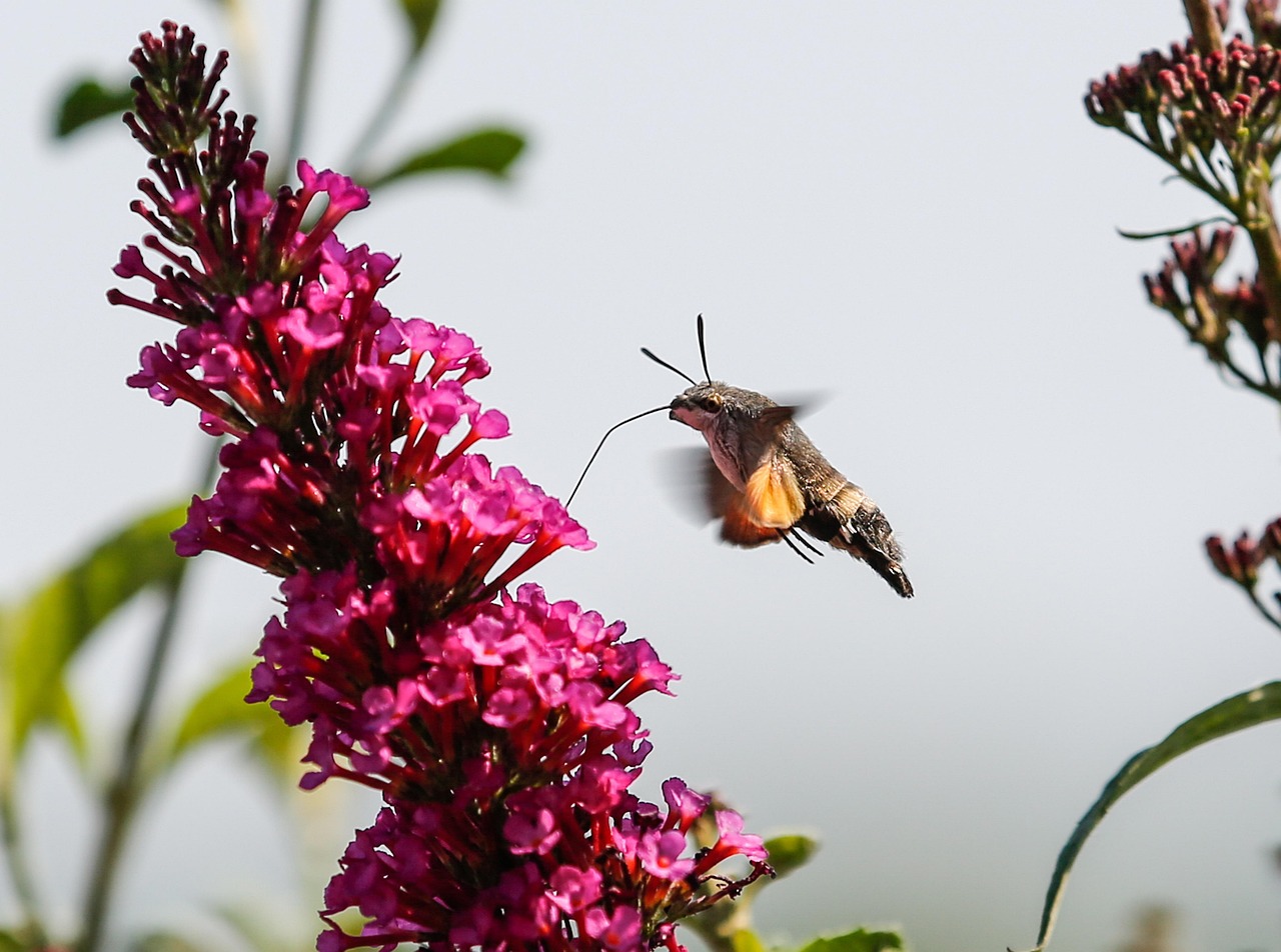 Colibri Moro Sphinx Insecte - Photo gratuite sur Pixabay - Pixabay