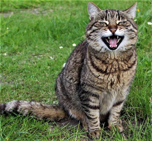 Free Cat Mackerel photo and picture