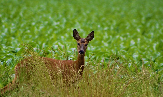 Free Roe Deer Deer photo and picture