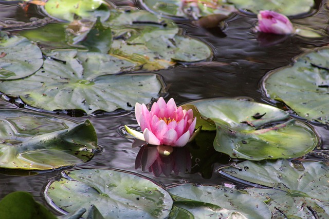 Free Flower Water Lily photo and picture