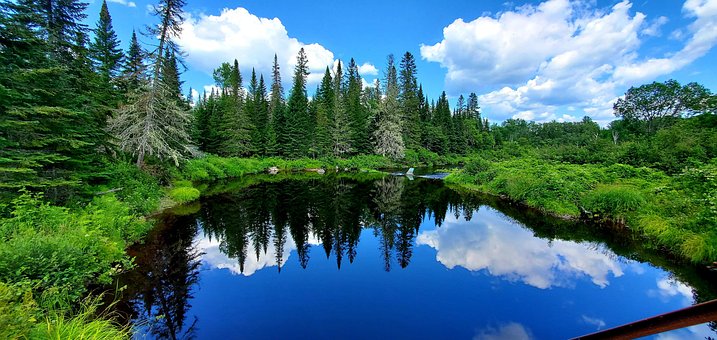 Apă, Iaz, Lac, Pădure, Natura, Copaci