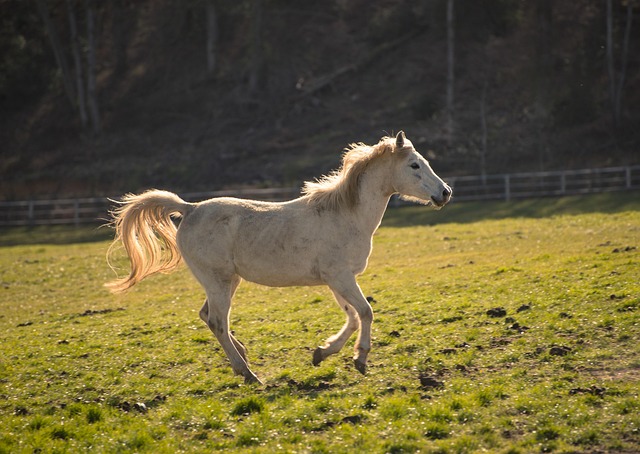 Free Horse Equine photo and picture