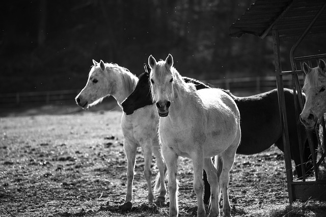 Free Horses Equines photo and picture
