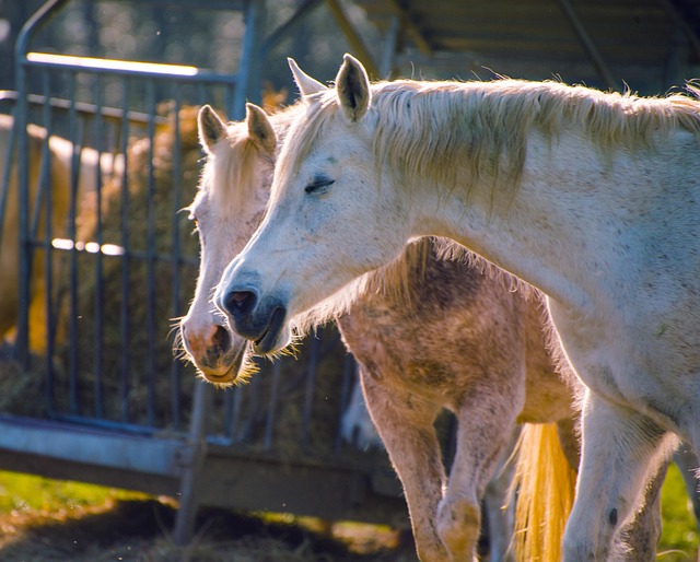 Free Horses Equines photo and picture