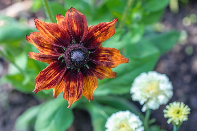 Bunga Bloom Botani - Foto gratis di Pixabay - Pixabay