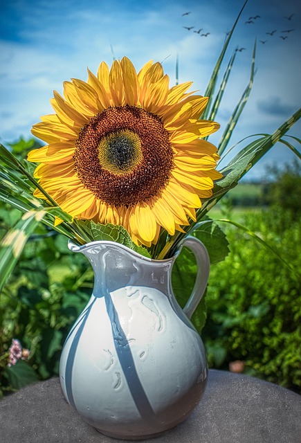 Zonnebloem, Vaas, Gele Bloem, Decor