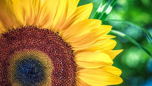 Zonnebloem, Gele Bloem, Macro, Natuur