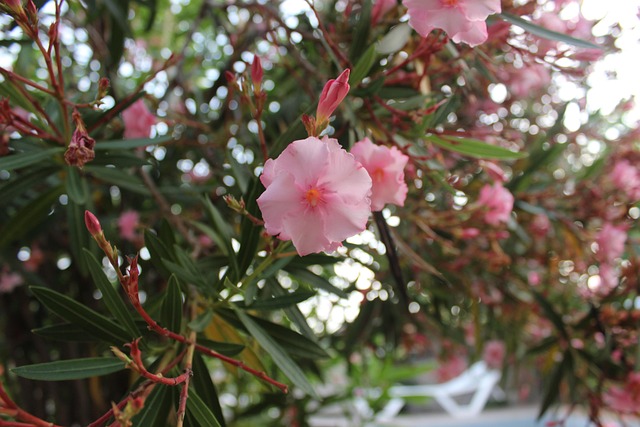 Free Oleander Nerium photo and picture