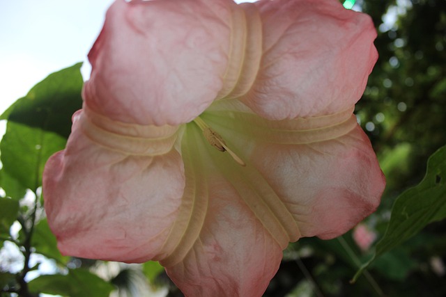 Free Angel'S Trumpet Pink photo and picture