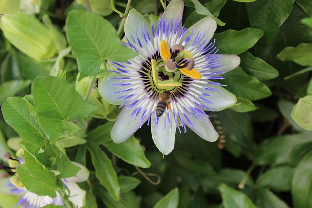 Free Purple Passionflower Bee photo and picture