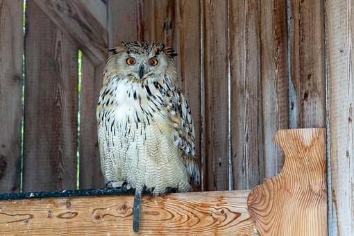 Free Eagle Owl Bird photo and picture