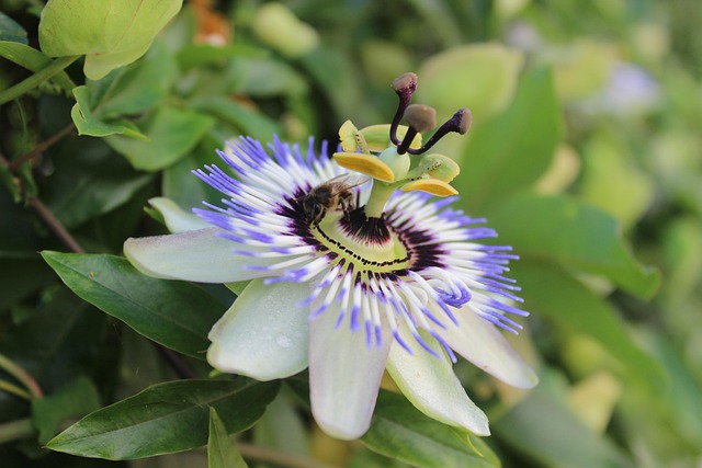Free Purple Passionflower Bee photo and picture