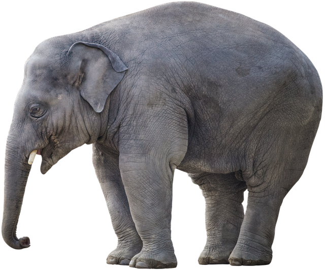 Elefant, Tier, Säugetier, Stamm, Lumb