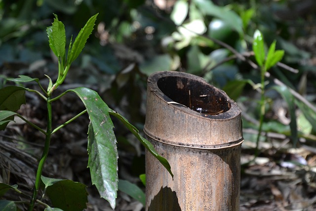 Free Bamboo Japan photo and picture