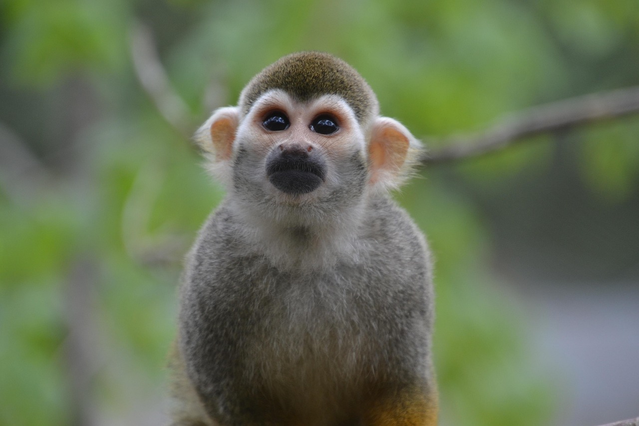 Squirrel Monkey - free online jigsaw puzzle photo