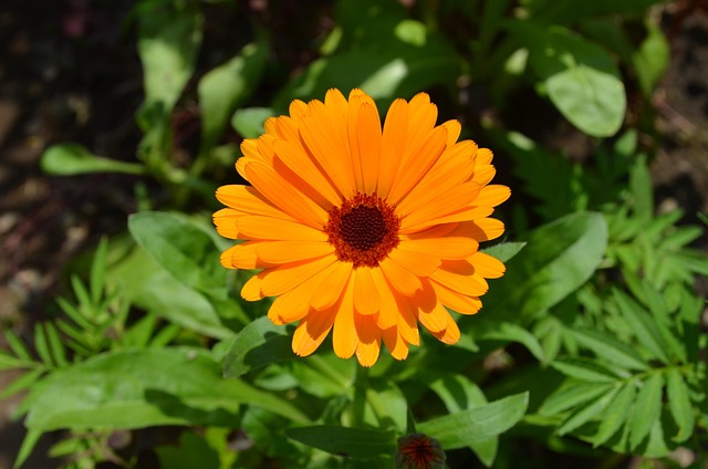 Free Flower Petals photo and picture