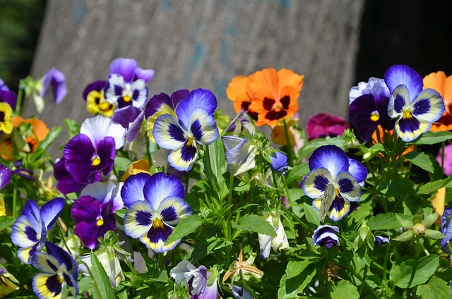 Free Flowers Petals photo and picture