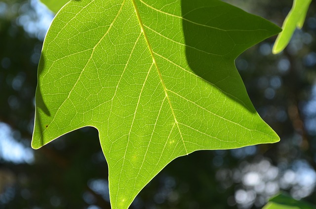 Free Leaf Foliage photo and picture