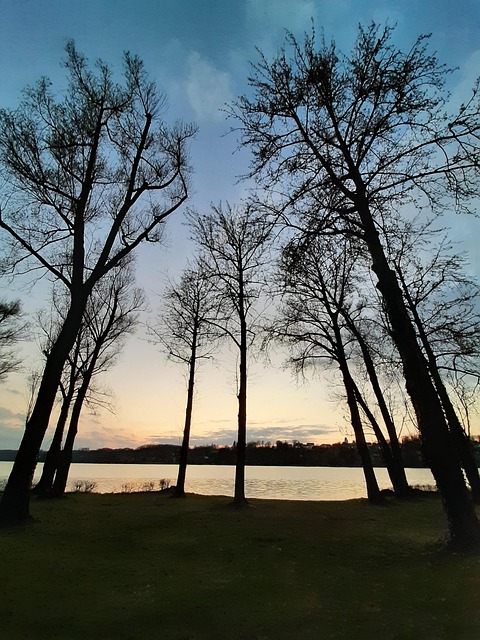 Free Backlighting Branches photo and picture