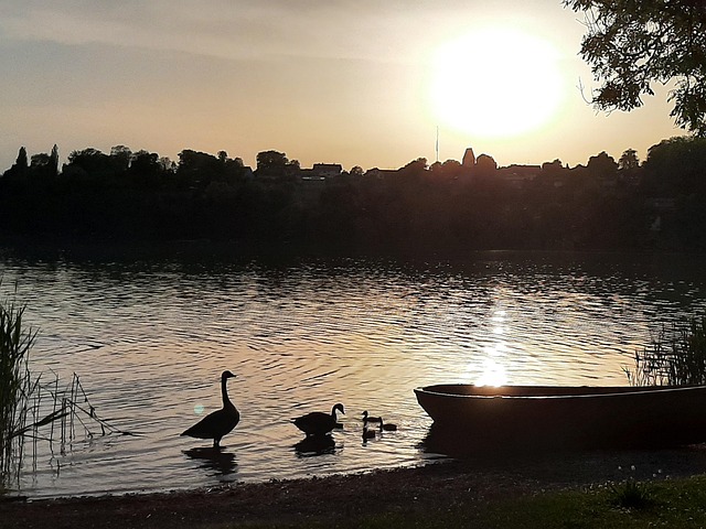 Free Geese Backlighting photo and picture