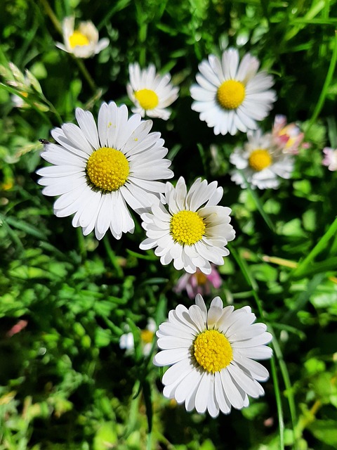 Free Daisies Meadow photo and picture