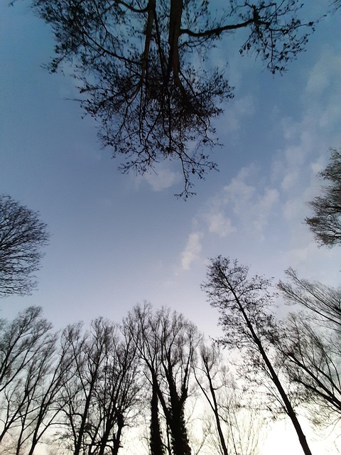 Free Treetop Branches photo and picture