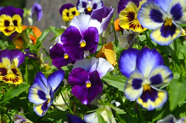 Free Flowers Petals photo and picture
