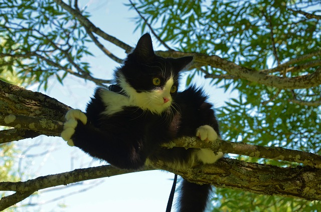 Free Cat Tree photo and picture