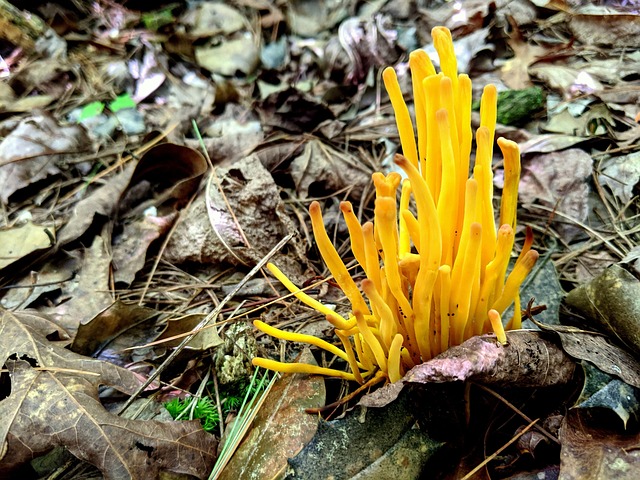 Free Forest Nature photo and picture