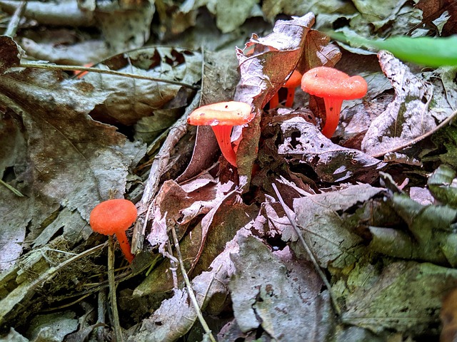Free Forest Nature photo and picture