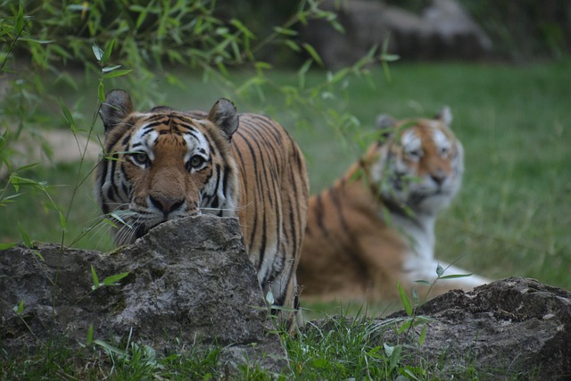 Free Tiger Feline photo and picture