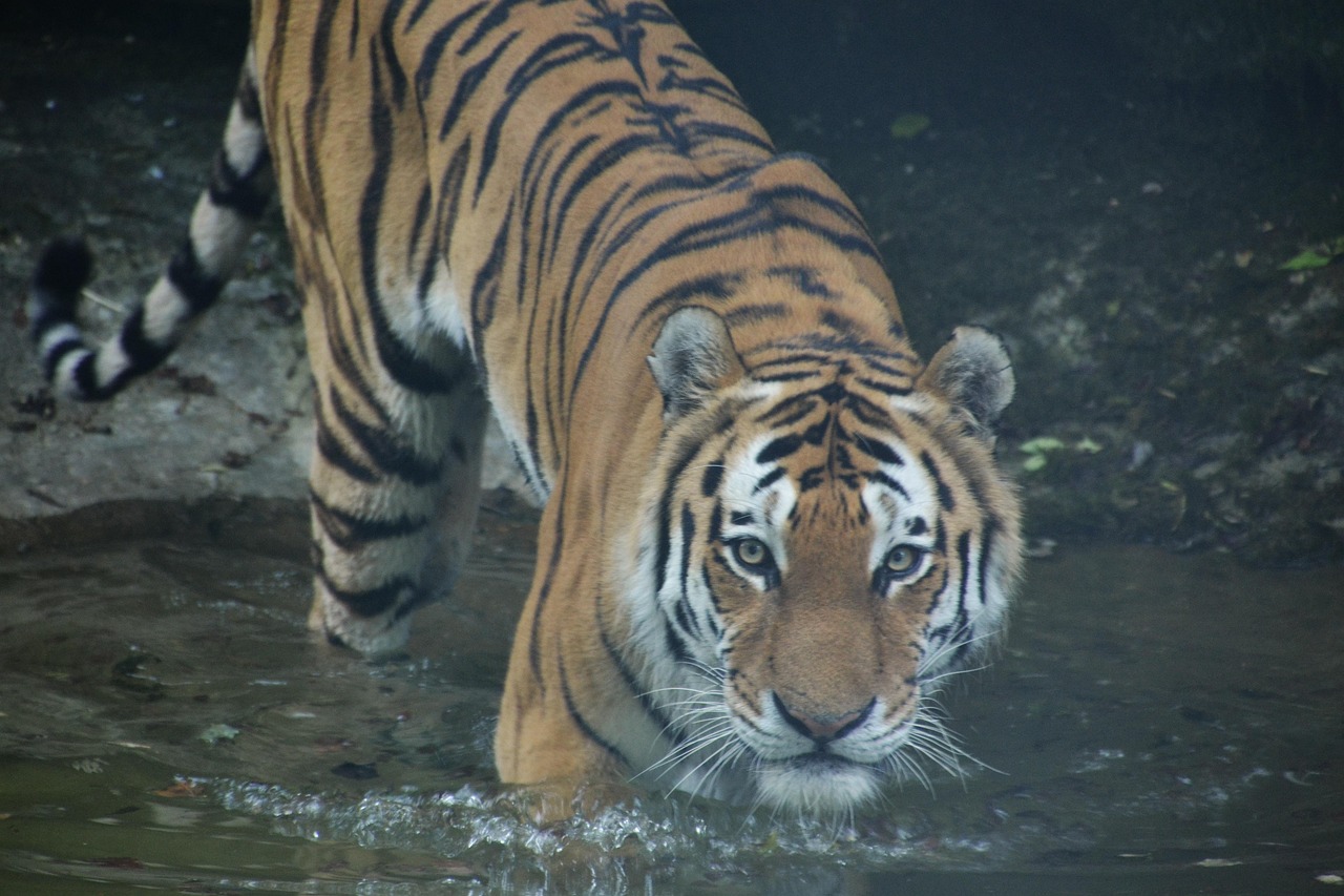 Tiger Wildlife Big Cat - Free photo on Pixabay - Pixabay