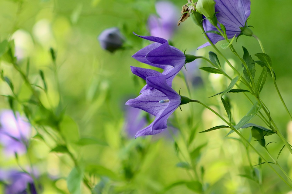 風船の花 花の牧草地 桔梗 Pixabayの無料写真