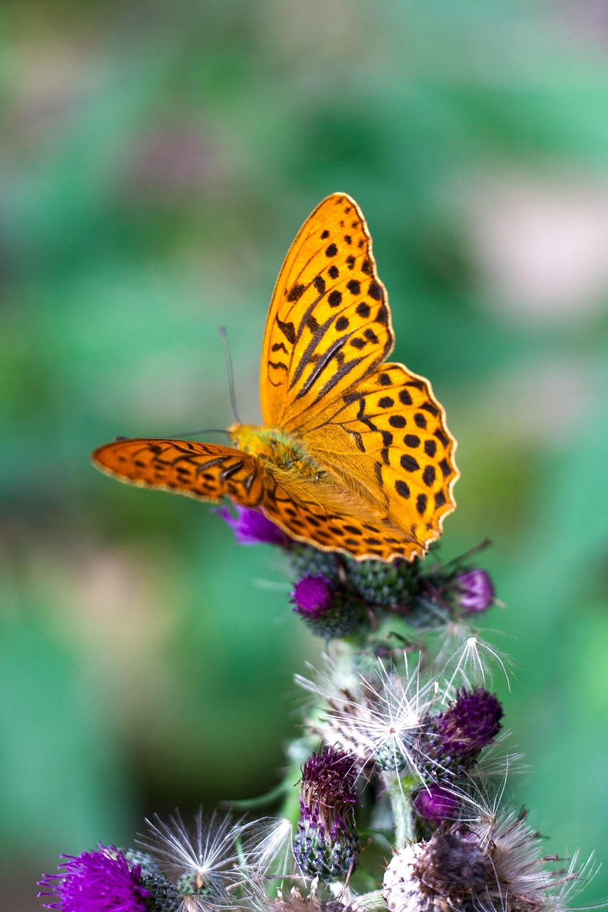 Butterfly Pollination Entomology Free photo on Pixabay Pixabay