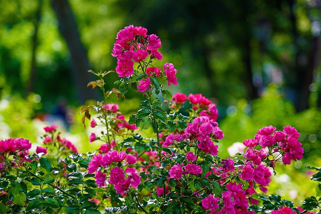 Blumen Pinke Garten Kostenloses Foto auf Pixabay Pixabay