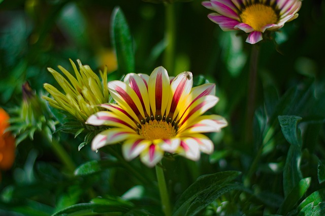 Free African Daisies Gazanias photo and picture