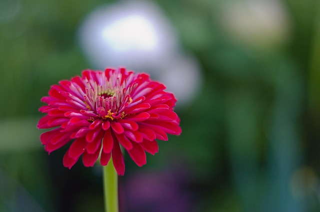 Free Zinnia Flower photo and picture