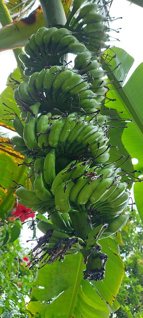 Free Plantain Banana photo and picture