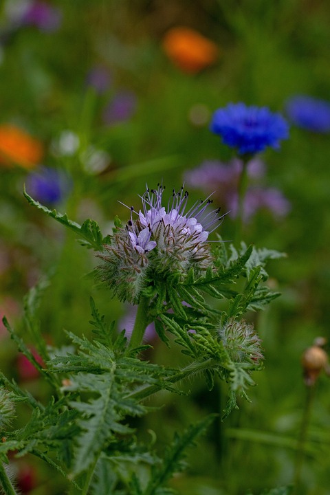Phacélie Tanacetifolia Fleur - Photo gratuite sur Pixabay