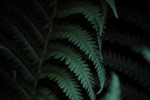 Blatt, Farn, Pflanze, Grün, Natur, Flora