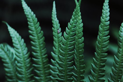Blatt, Farn, Pflanze, Grün, Natur, Flora