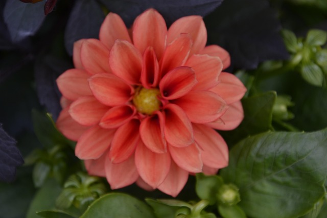 Free Dahlia Flower photo and picture