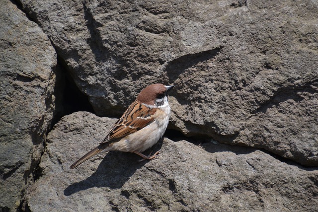 Free Sparrow Bird photo and picture