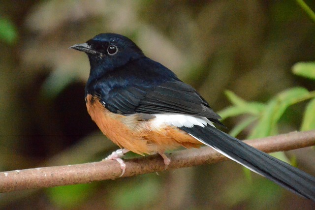 Free White-Rumped Shama Bird photo and picture