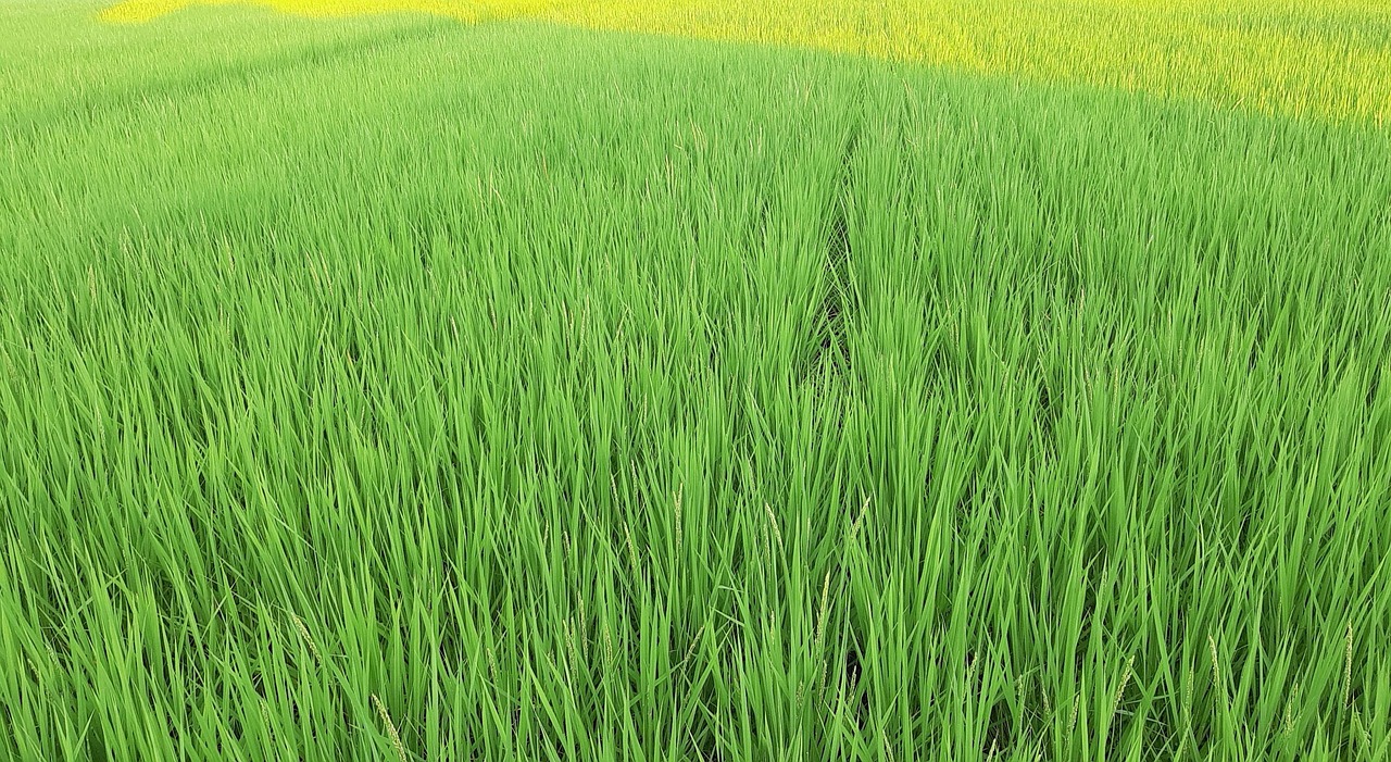 Yard Rice Yamada'S Rice Fields - Free photo on Pixabay - Pixabay