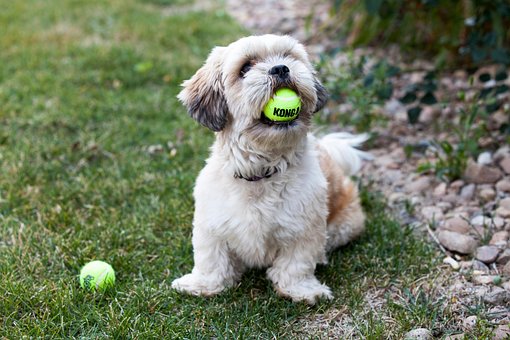 Free Puppy Dog photo and picture
