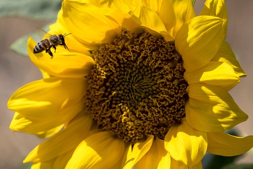 Free Bee Insect photo and picture
